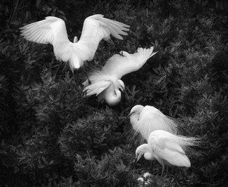 Family Tree Family Tree