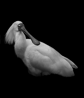 Portrait of a Royal Spoonbill Portrait of a Royal Spoonbill
