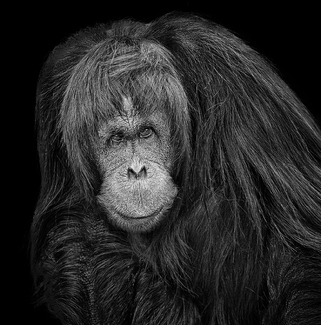 Window to the Soul Window to the Soul