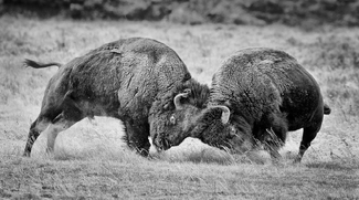 Clask of the Titans Clask of the Titans