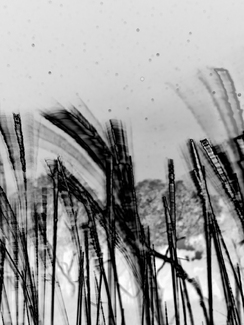 Stars n Grass Stars n Grass