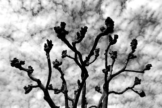 Cloudscape, Tree Cloudscape, Tree