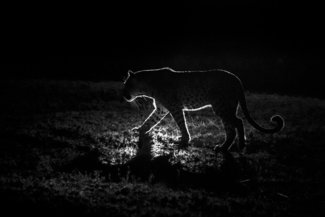 Backlit Leopard at Night in the African Wilderness