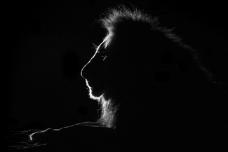 Backlit Lion on Dry African Riverbed Backlit Lion on Dry African Riverbed