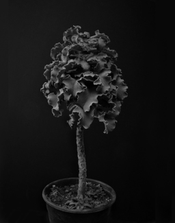 Plant Portrait 1