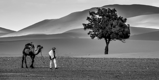 A Walk in the Desert A Walk in the Desert