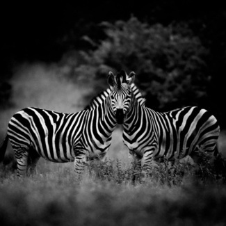 One zebra