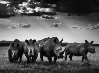 Rhinos quartet