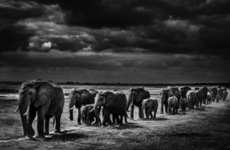 Elephants Crossing the Plain I