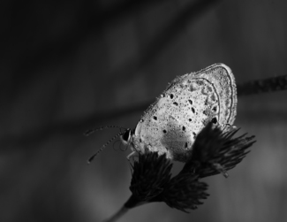 Dew Covered Butterfly