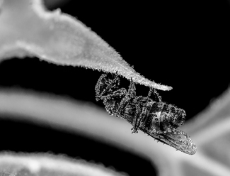 Dew Covered Insect Dew Covered Insect