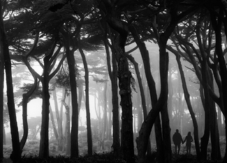 Lincoln Park Couple Lincoln Park Couple