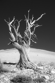 Bristlecone Remnent Bristlecone Remnent
