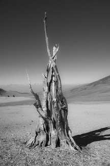 Still Standing Still Standing