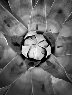 Agave Study 22 Agave Study 22
