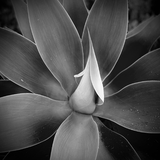 Agave Study 19 Agave Study 19