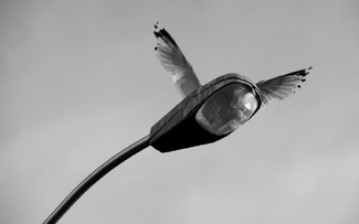 We All Have Wings We All Have Wings