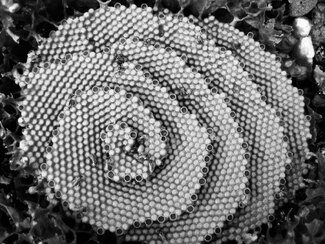 Spiral Brood Spiral Brood