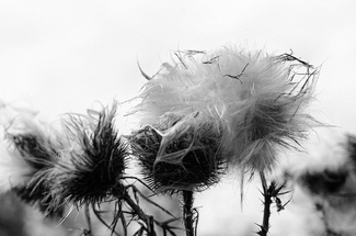 Weeds Weeds