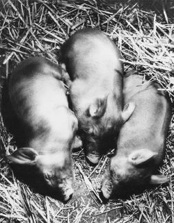 The Three Little Pigs The Three Little Pigs