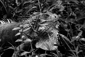 The Dragon King The Dragon King