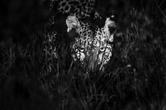 The Look of Intent The Look of Intent