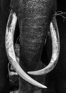 Teeth and floss Teeth and floss