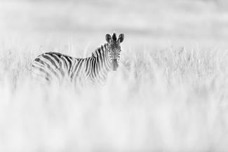 Zebra in the grass Zebra in the grass