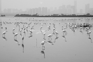 Border Refuge Border Refuge