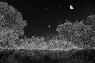 Bats, bugs and the moon