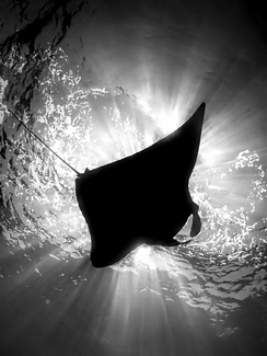 Manta Silhouette Manta Silhouette