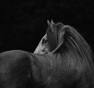 In the Mind's Eye In the Mind's Eye