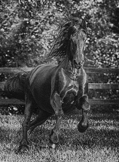 Tesoro's Charge Tesoro's Charge