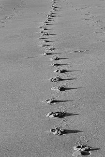 Footprints in the Sand Footprints in the Sand