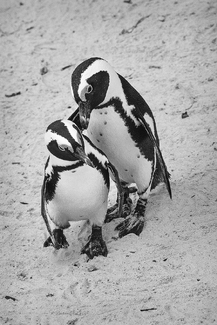 A Little Advice A Little Advice