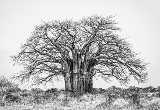 Baobob Tree