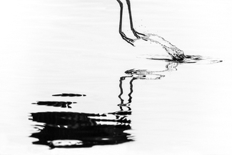 Taking Flight Taking Flight