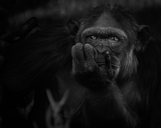 Portrait of a Chimpanzee