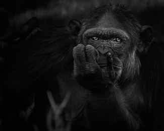 Portrait of a Chimpanzee Portrait of a Chimpanzee