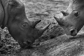 Black and White Black and White