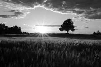 Summer Night Summer Night