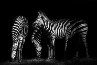 Zebras at Night