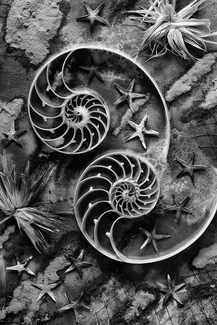 Cosmic Sea Cosmic Sea