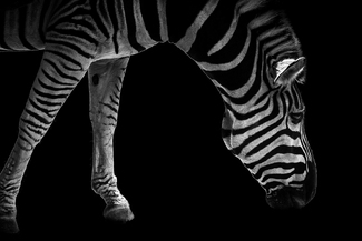 Last Feed Before Sunset Last Feed Before Sunset