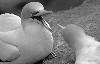 Australasian Gannets Australasian Gannets