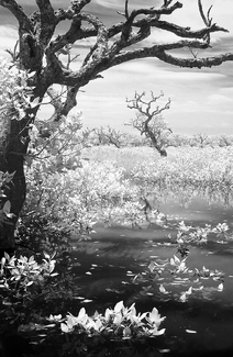 Beauty in Mangroves Beauty in Mangroves