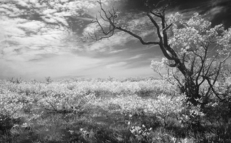 Surreal Landscape Surreal Landscape