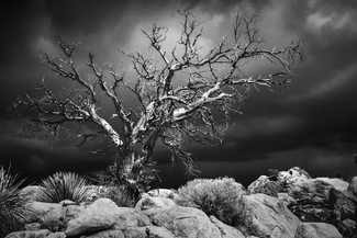 The Beauty In Death The Beauty In Death