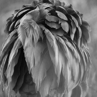 Ruffled Feathers Ruffled Feathers