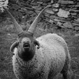 Young Loaghton Ram Young Loaghton Ram